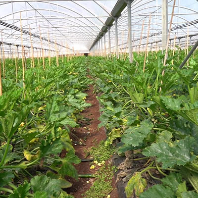 Zucchino, con Cifo, la produttività non si ferma!
